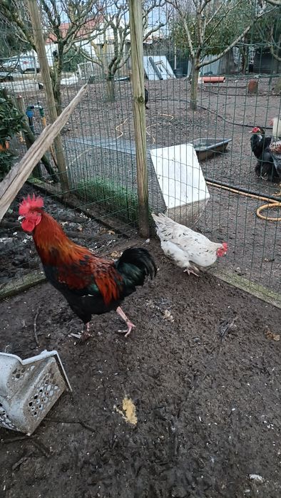 Casal de Galinhas Maran