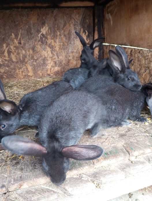 Кролі Полтавське срібло