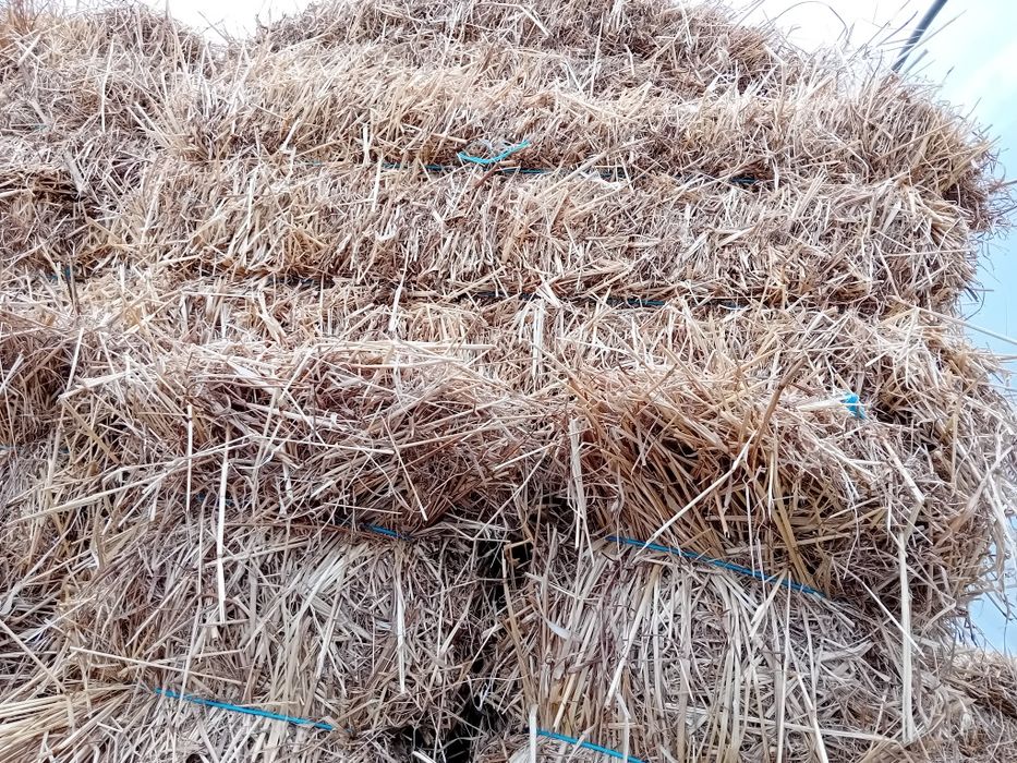 Palha de azevem e palha de aveia