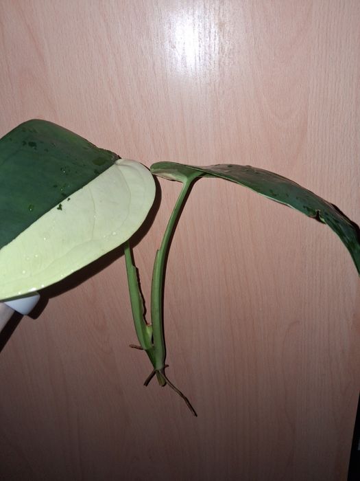 Syngonium chiapense variegata