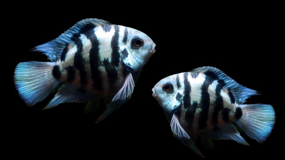 Pielęgnica papuzia odmiana BLUE TIGER - Cichlasoma parrot - dowozimy