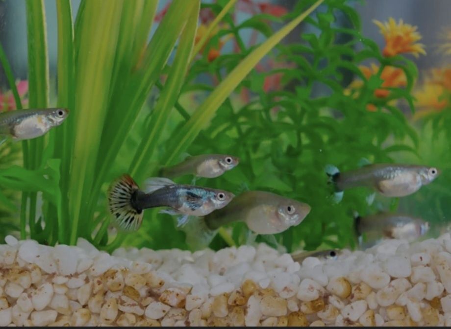 Guppies bem criados
