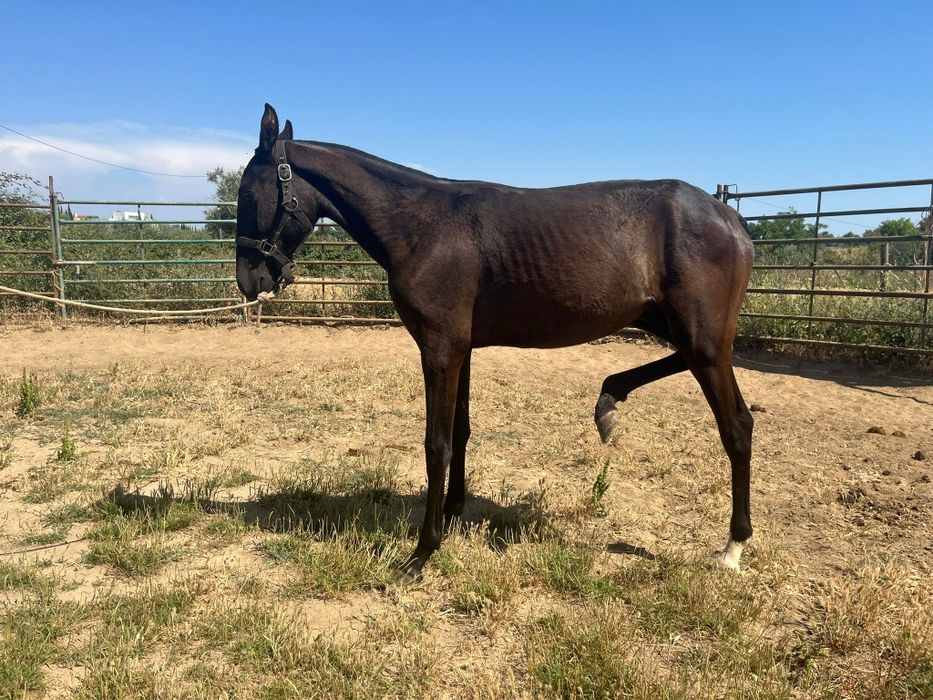 Poldro lusitano preto