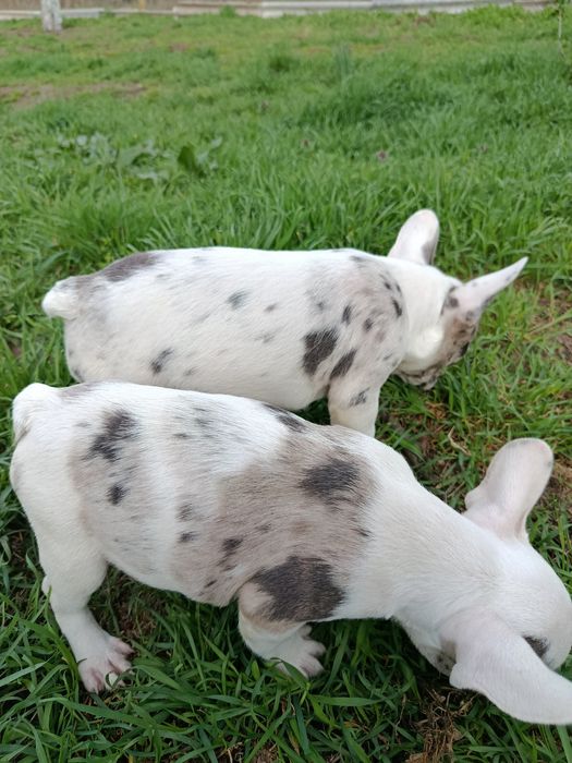 Прекрасные французики