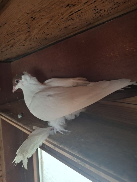 Gołębie młode tegoroczne