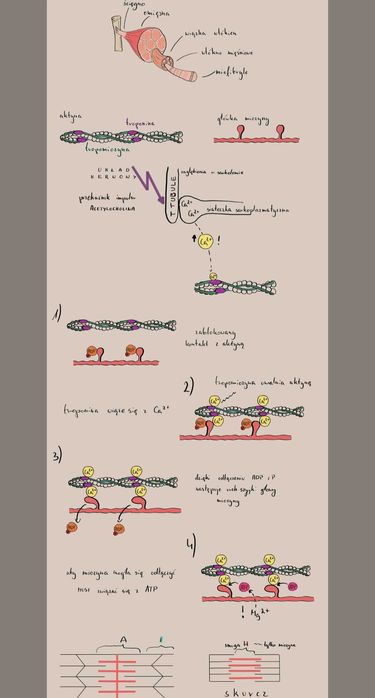 Notatki maturalne biologia rozszerzona pdf