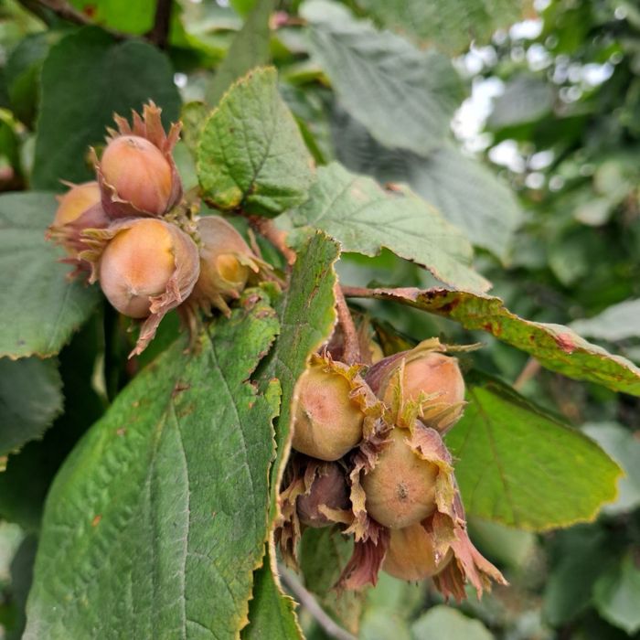 Фундук Саджанці без обману. Саженцы фундука