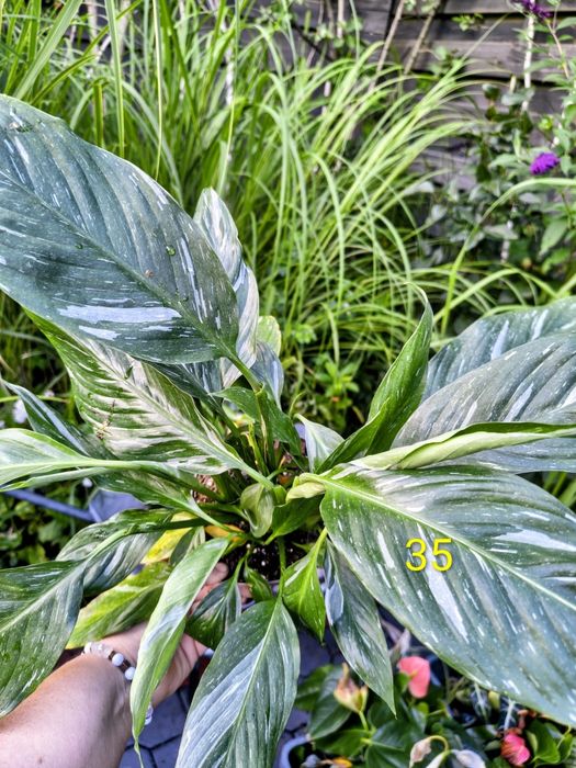 Duży piękny Skrzydłokwiat Variegata 'Diamond' Spathiphyllum