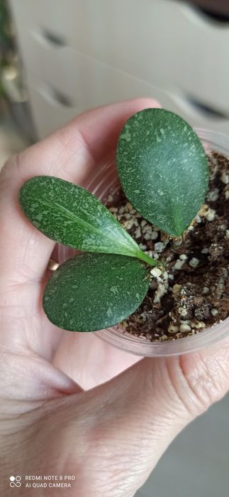 Hoya callistophylla, dischidia, finlaysonii, ETS 10