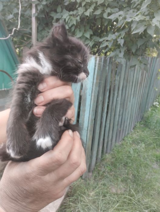 Віддам в добрі руки кошенят!