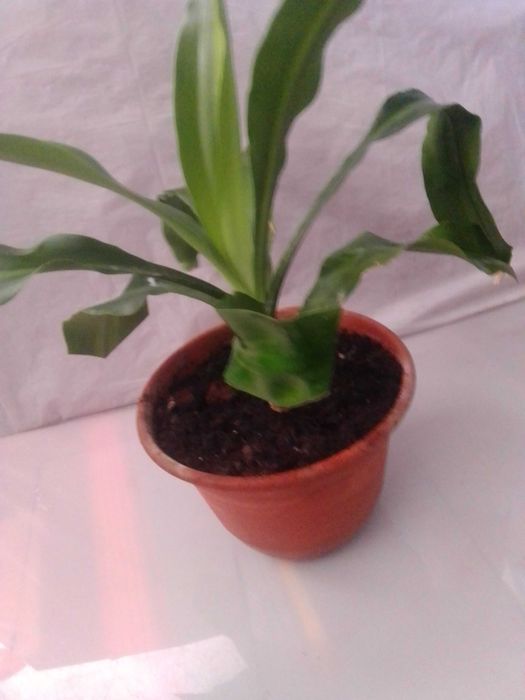 Plantas de interior/exterior