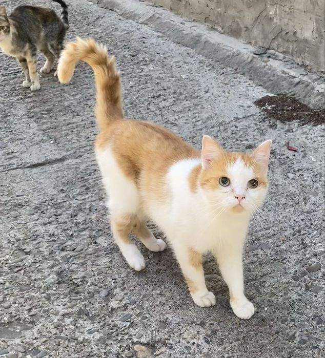 Прилаштовується у добрі ручки !