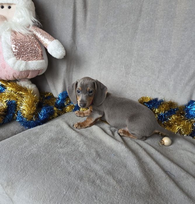 Jamnik miniaturowy - blue