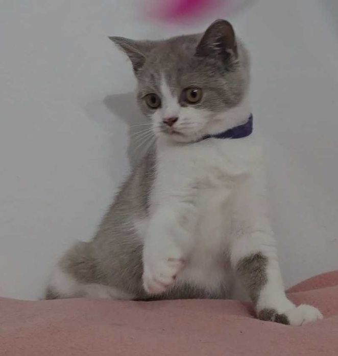 Gatinho British Shorthair com Lop