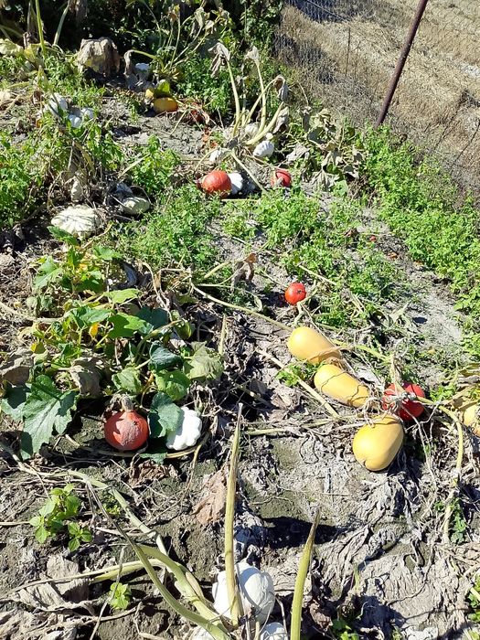 Dynia jadalna i ozdobna