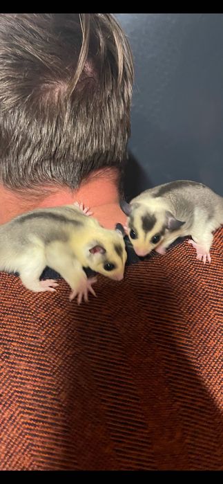 Lotopałanka mozaic sugar glider