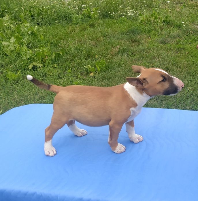 Минибультерьер девочки