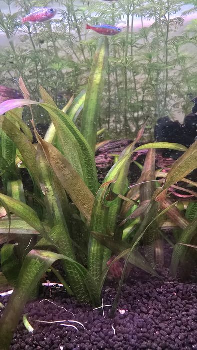 • Vallisneria Gigantea – Planta Aquática Natural 
australis
(gigant
