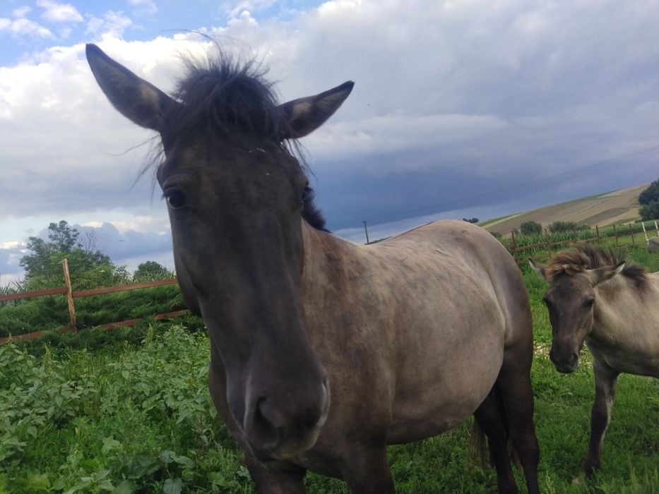 Nordica 3 letnia klacz konika polskiego