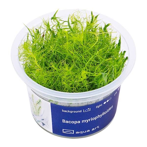 Bacopa Myriophylloides invitro MASSON