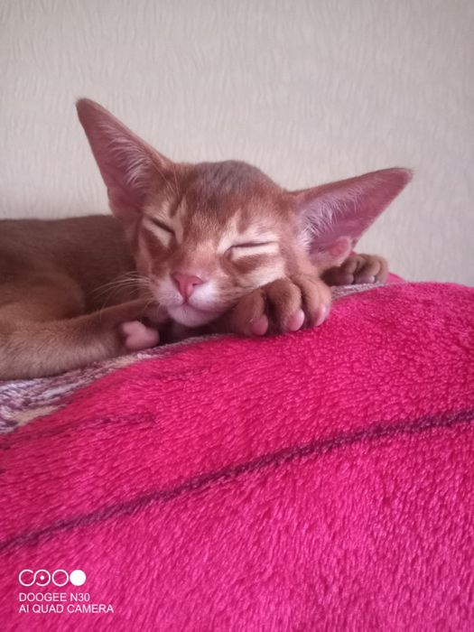 Абиссинский котенок - ключик к Вашему сердца