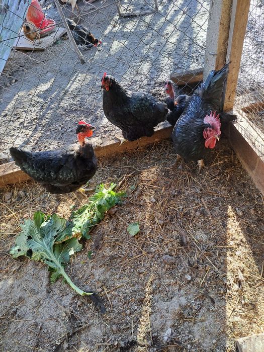 Galinhas com 2 e 3 anos.