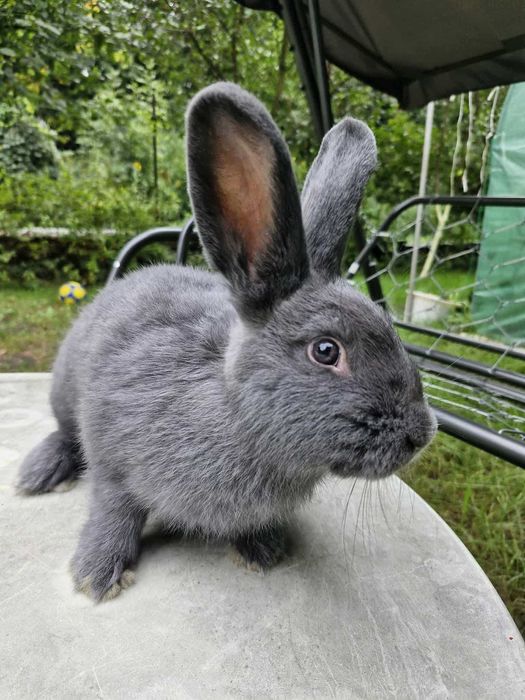 Króliki wiedeńskie niebieskie