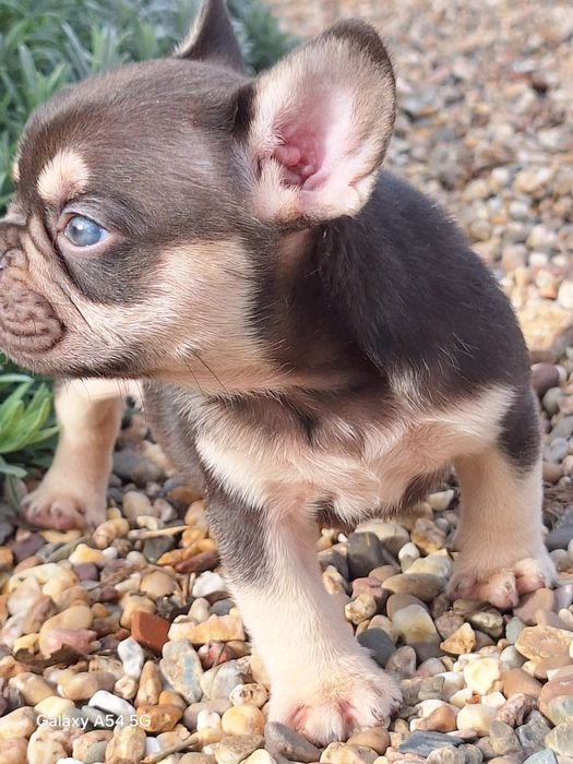 Bulldog Francês Choco Tan Menino