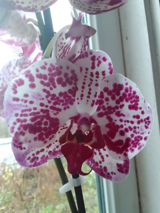 Продам орхідею фаленопсис