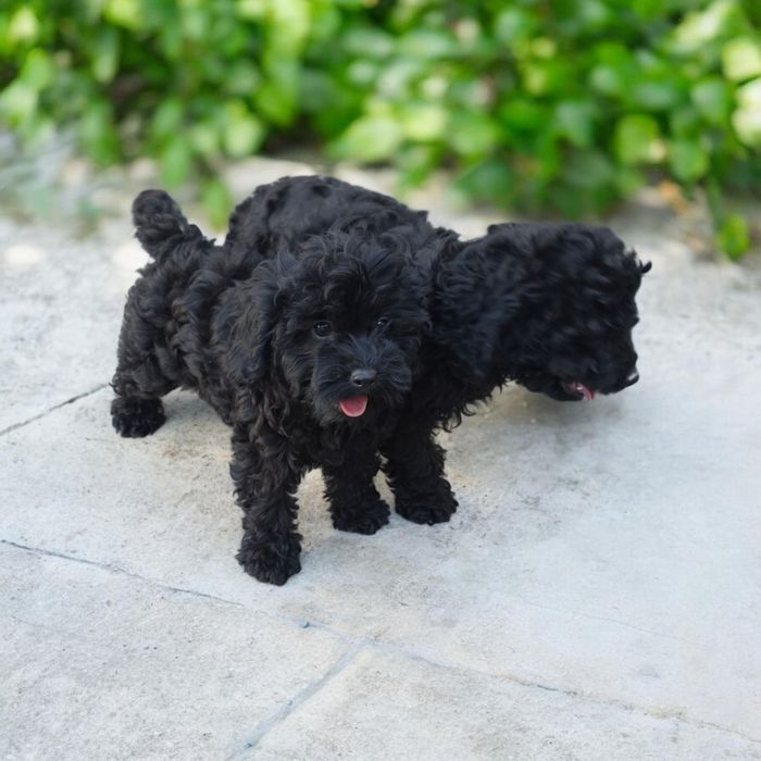 Cavapoo f1b suczka