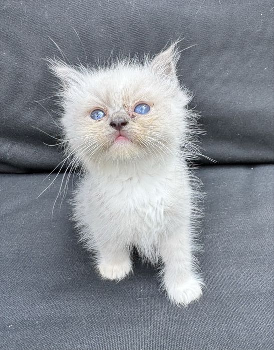Kocur Ragdoll Blue Bicolor "Gucci" do odbioru za 3 tyg