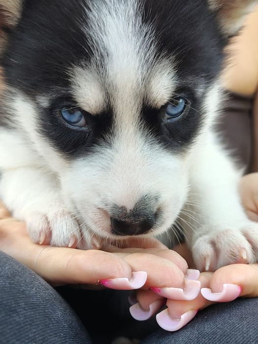 Szczeniak Syberian Husky