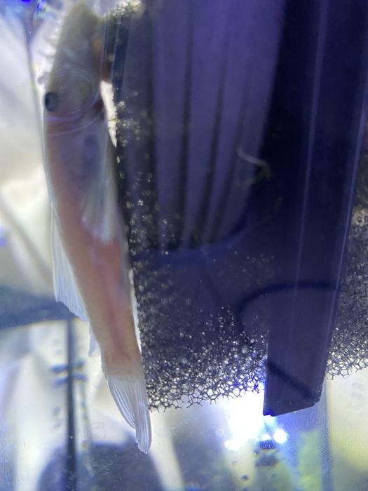 Ancistrus Snow White glonojad samiec