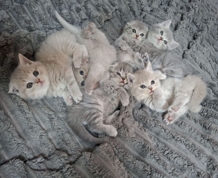 Грайливі кошенята