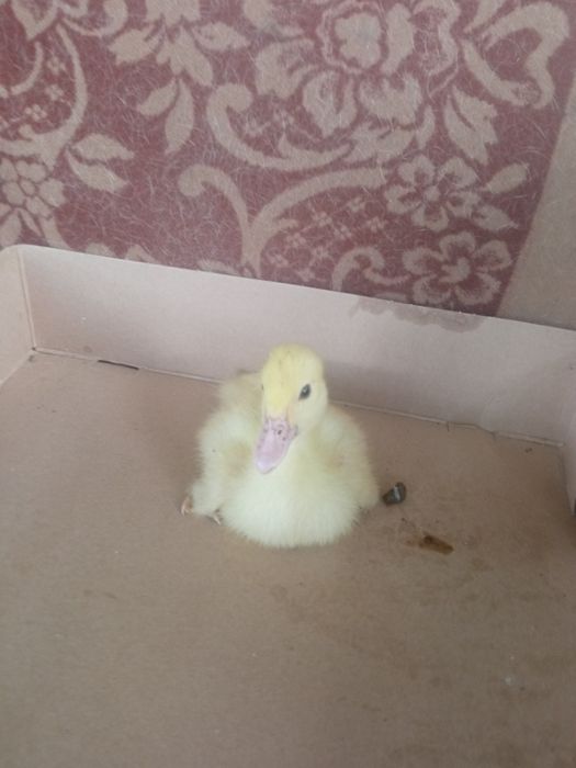 Продам (мускусные утята) Немецкая линия