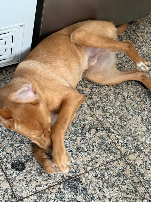 Bebe de 1 ano para adoção