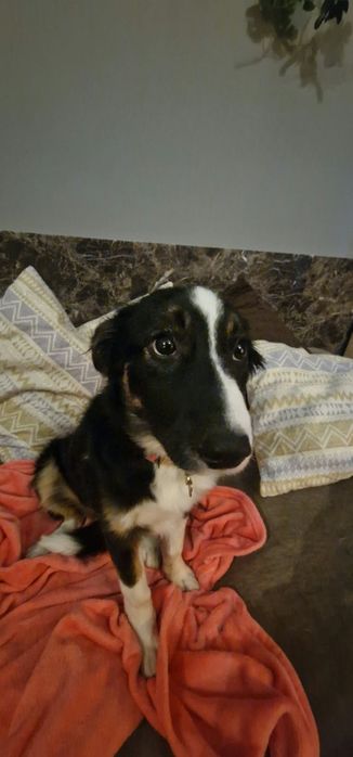 Bordel collie suczka
