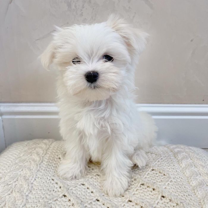 Мальтезята як з картинки