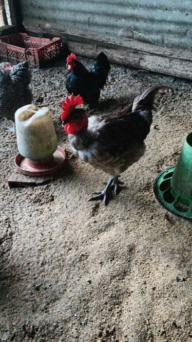 Galo Sem Raça Definida