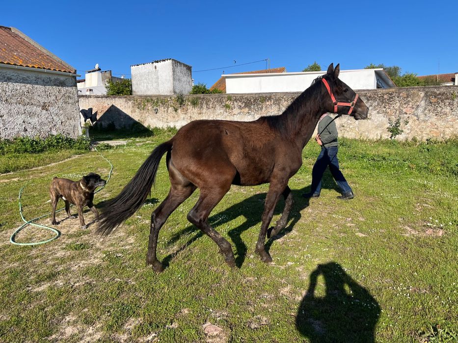 Única - Poldra Puro Sangue Lusitana com 1 Ano - Excelentes Linhas