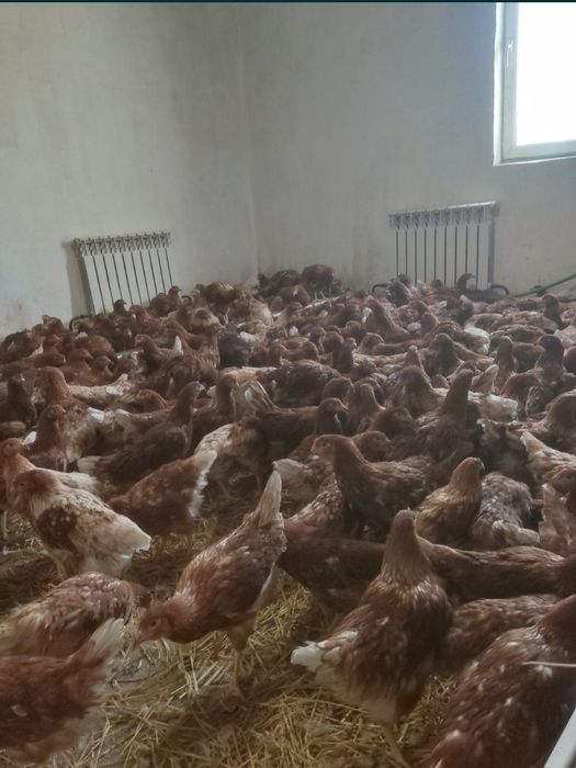 Куры, кури несушки опт