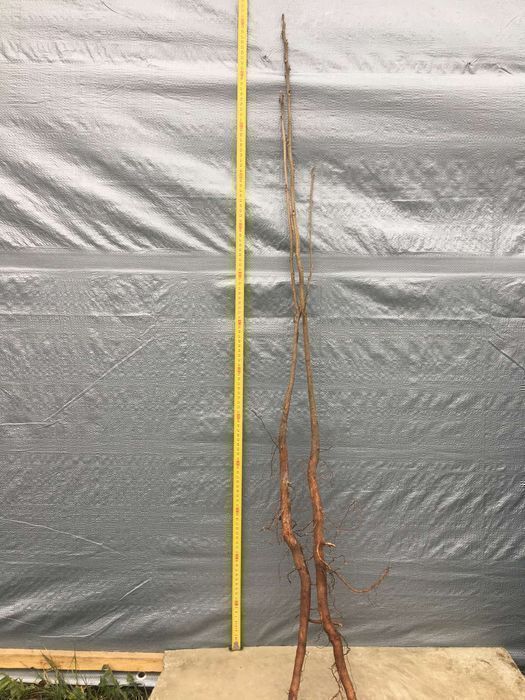 Саджанці горіха пекан (різних сортів)/Саженцы ореха пекан