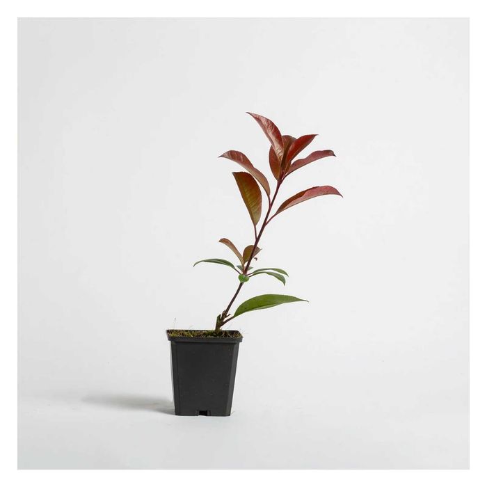 Photinias - Red Robin