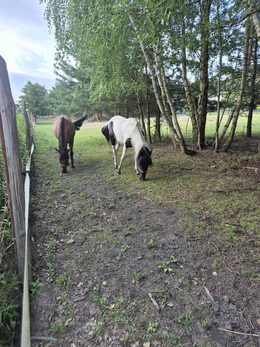 Sprzedam 2 klacze huculskie