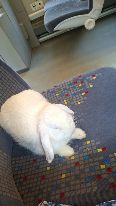 Króliś rasy mini lop