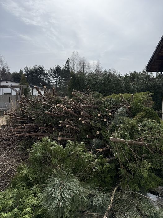 Tuje  biomasa oddam za darmo