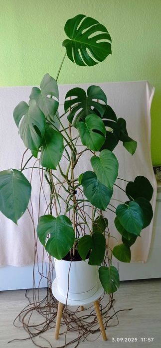 Duży kwiat doniczkowy