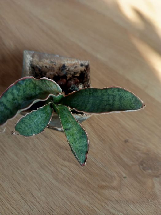 Sansevieria kirkii silver blue