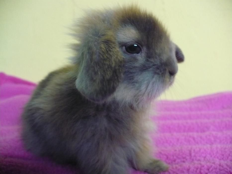 Królik miniaturowy Baranek