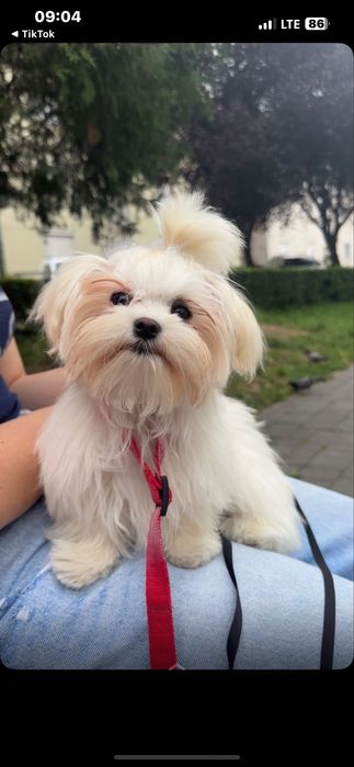 Потрібна собачка на вʼязку,місто Мукачево